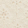 Regal Cream Wedding Sherwani