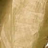 Green Organza Saree with Mirror Work
