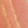 Pink Organza Extravagance Saree