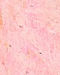 Peachy Pink Elegance Kurta Pajama