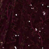 Wine Chevron Bel Buti Patterned Sequinned Lehenga